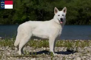 Read more about the article White Swiss Shepherd breeders and puppies in North Carolina