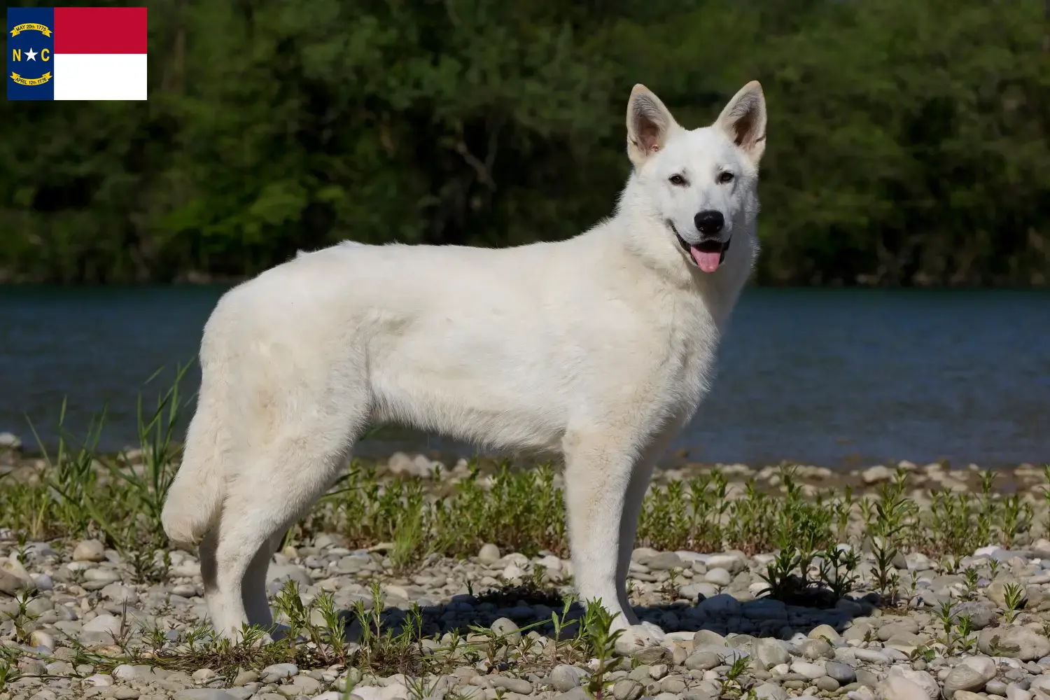 Read more about the article White Swiss Shepherd breeders and puppies in North Carolina