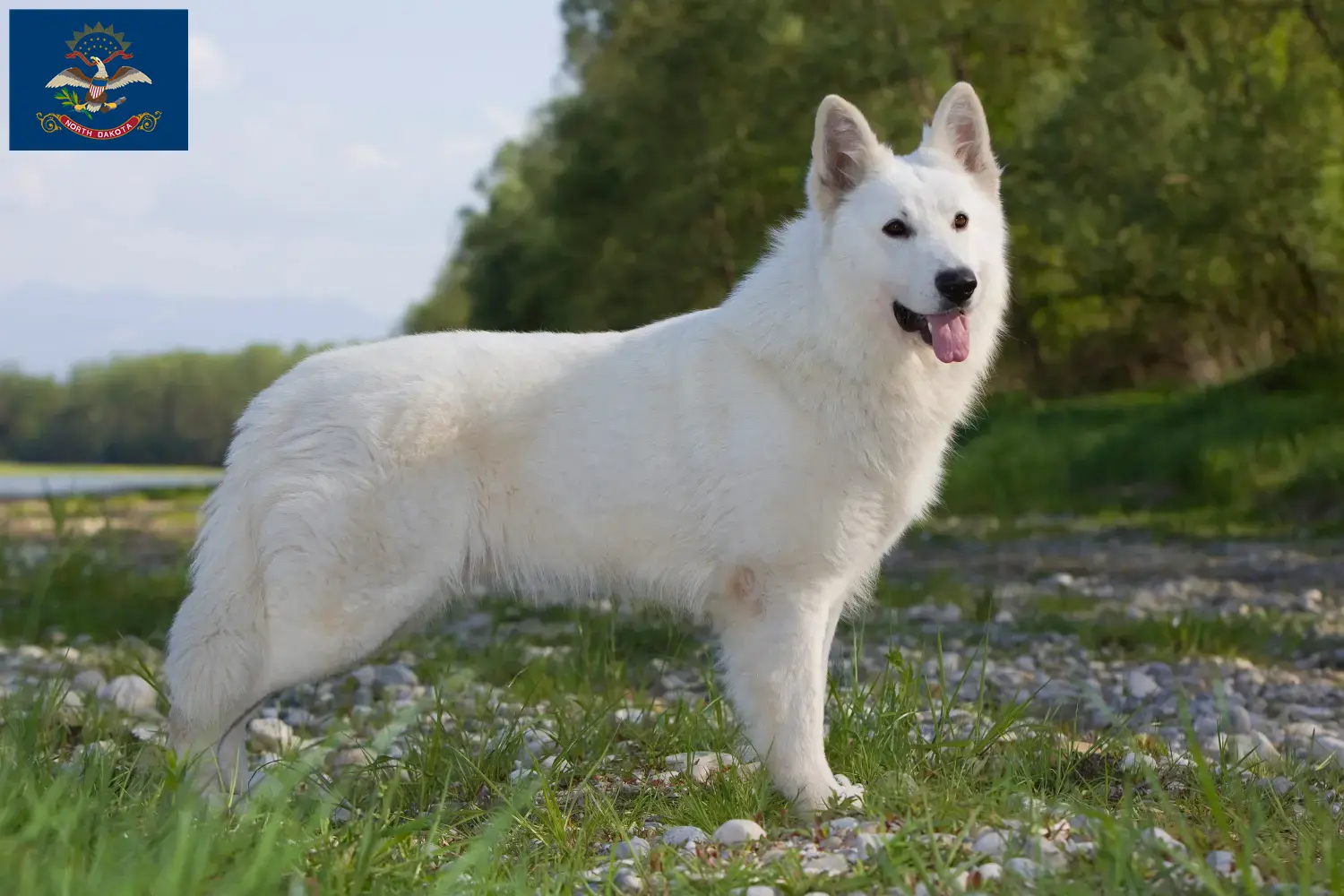 Read more about the article White Swiss Shepherd breeders and puppies in North Dakota