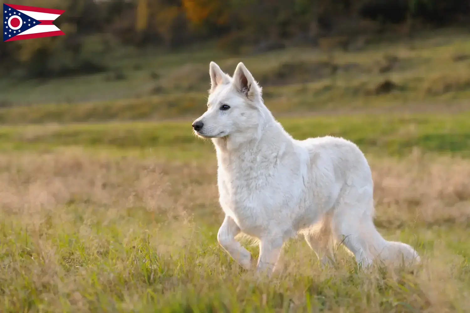 Read more about the article White Swiss Shepherd breeders and puppies in Ohio