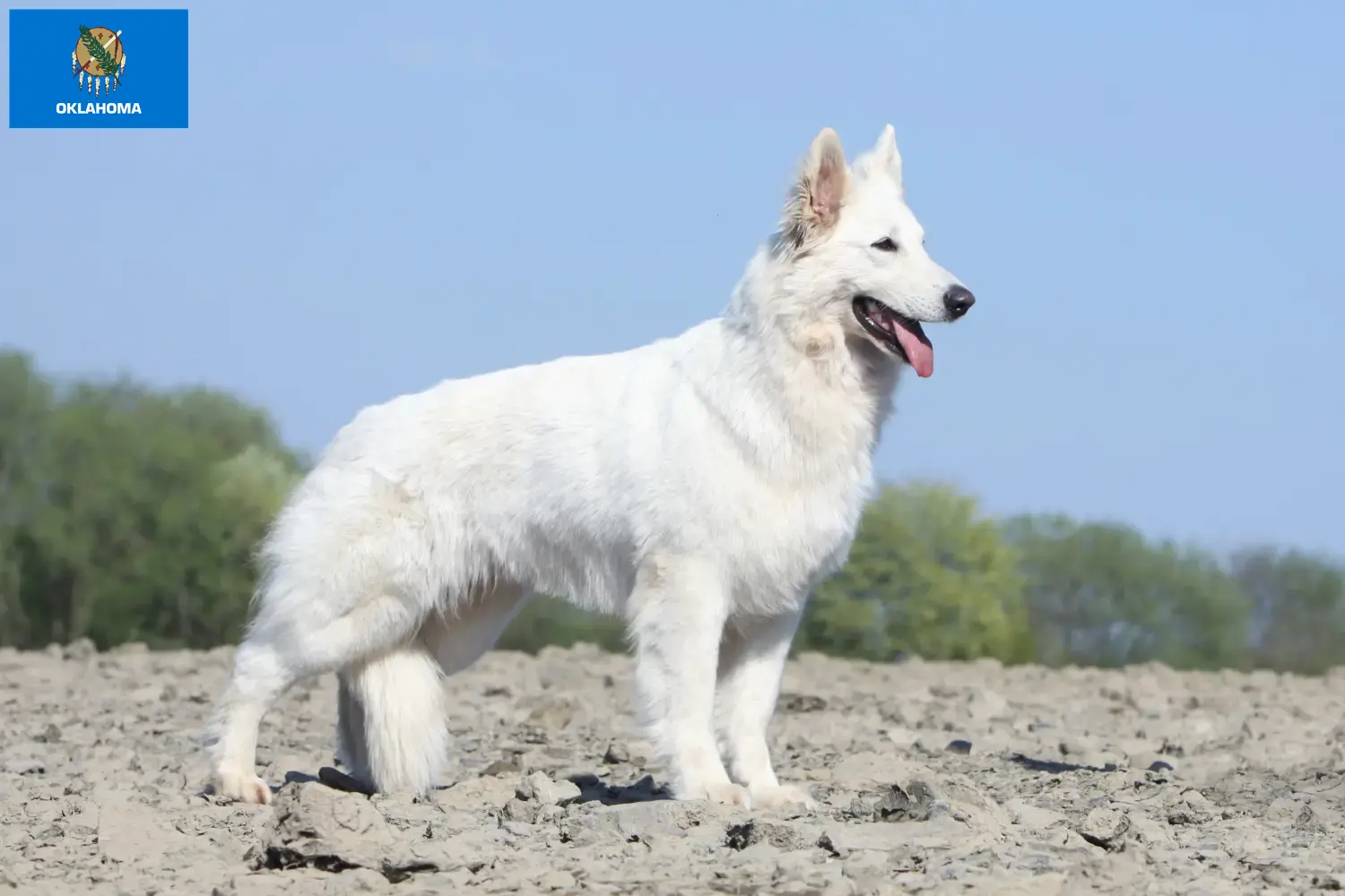 Read more about the article White Swiss Shepherd breeders and puppies in Oklahoma