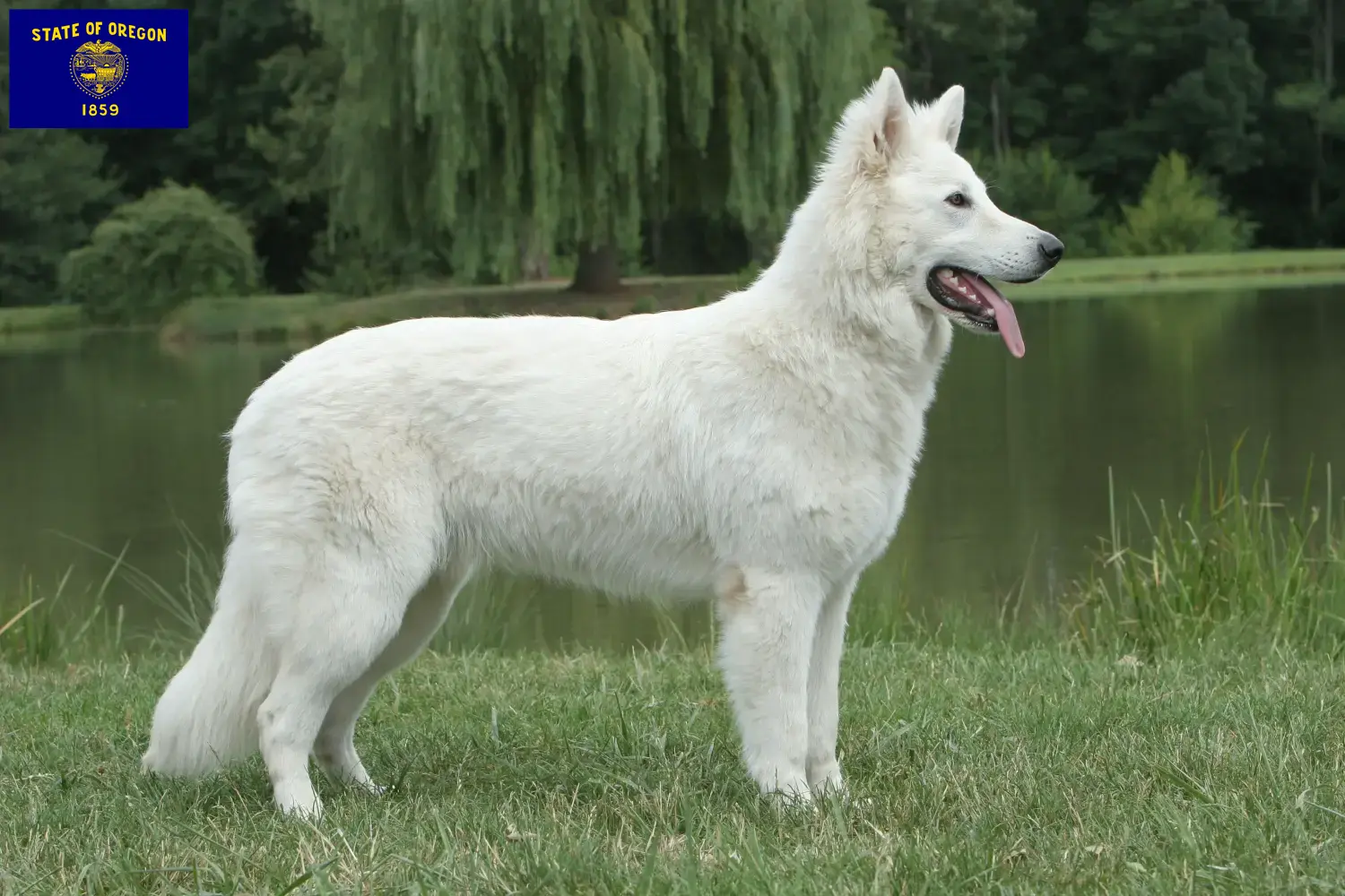 Read more about the article White Swiss Shepherd breeders and puppies in Oregon