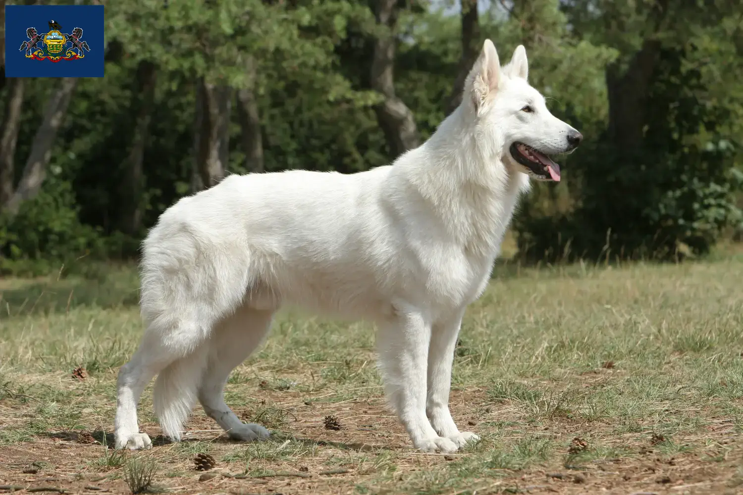 Read more about the article White Swiss Shepherd breeders and puppies in Pennsylvania