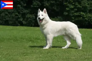 Read more about the article White Swiss Shepherd breeders and puppies in Puerto Rico