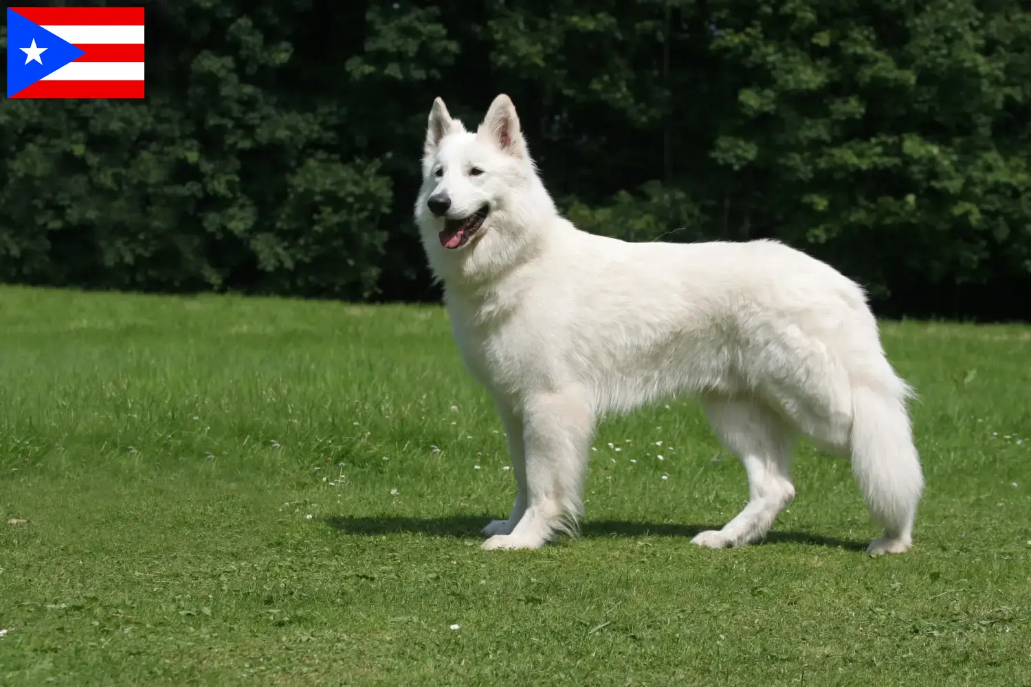 Read more about the article White Swiss Shepherd breeders and puppies in Puerto Rico