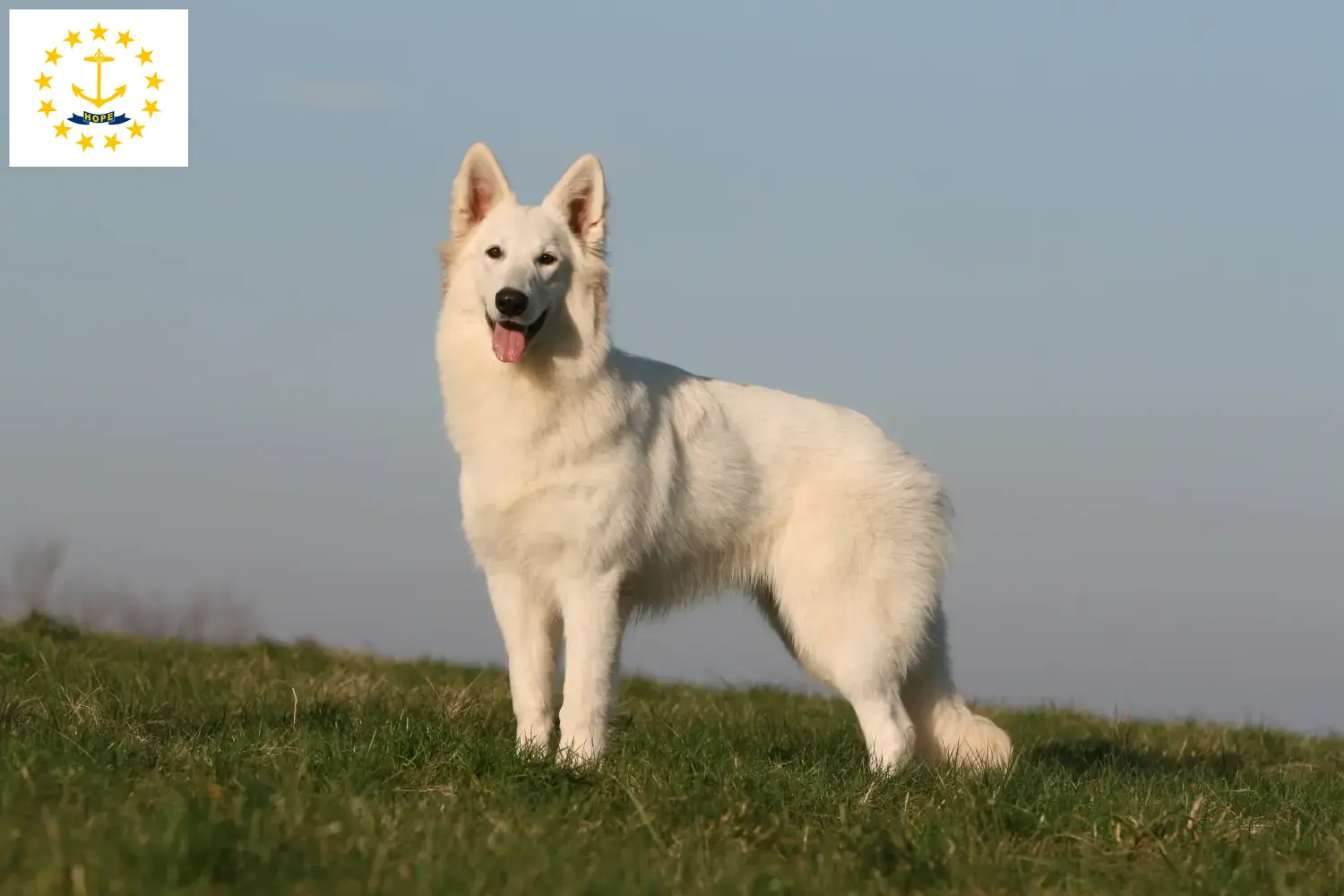 Read more about the article White Swiss Shepherd breeders and puppies in Rhode Island