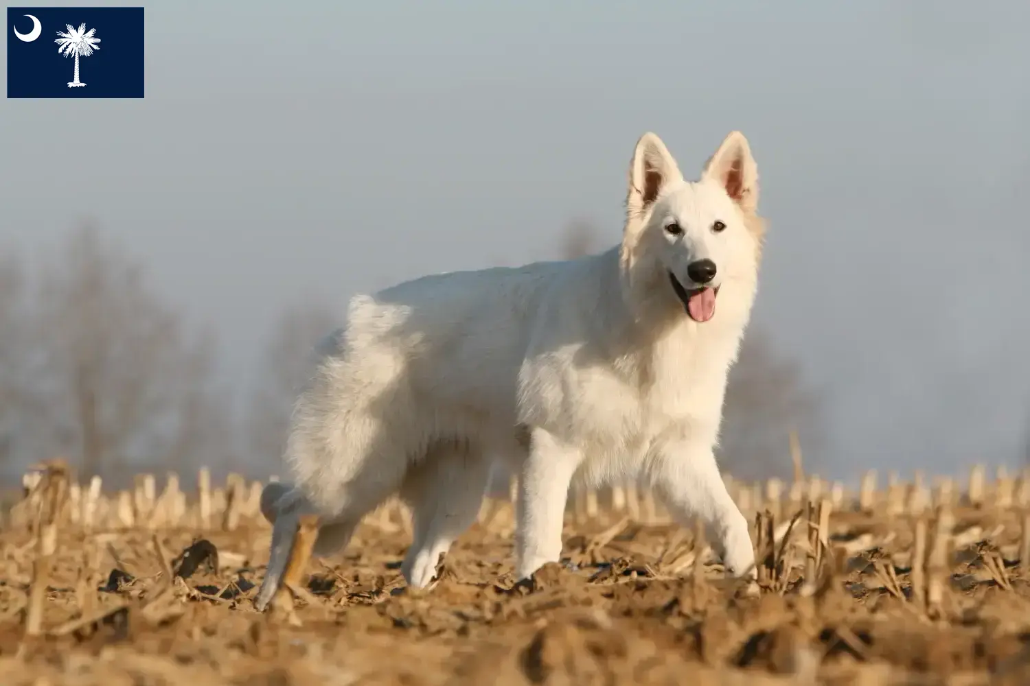 Read more about the article White Swiss Shepherd breeders and puppies in South Carolina
