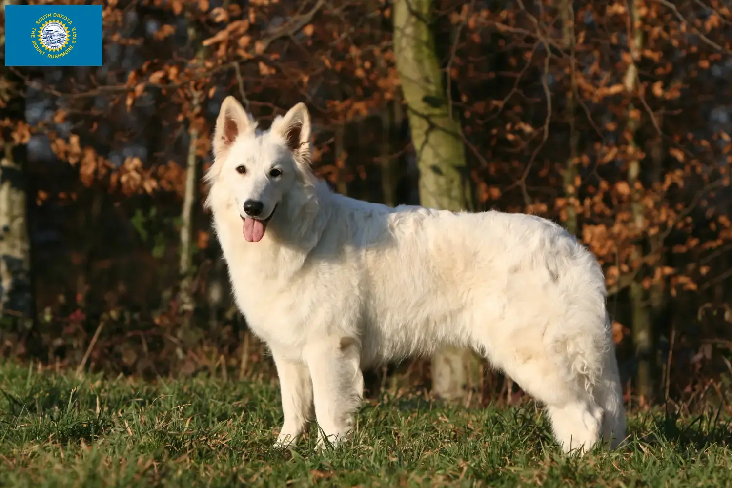 Read more about the article White Swiss Shepherd breeders and puppies in South Dakota