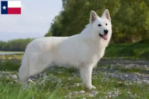 Read more about the article White Swiss Shepherd breeders and puppies in Texas