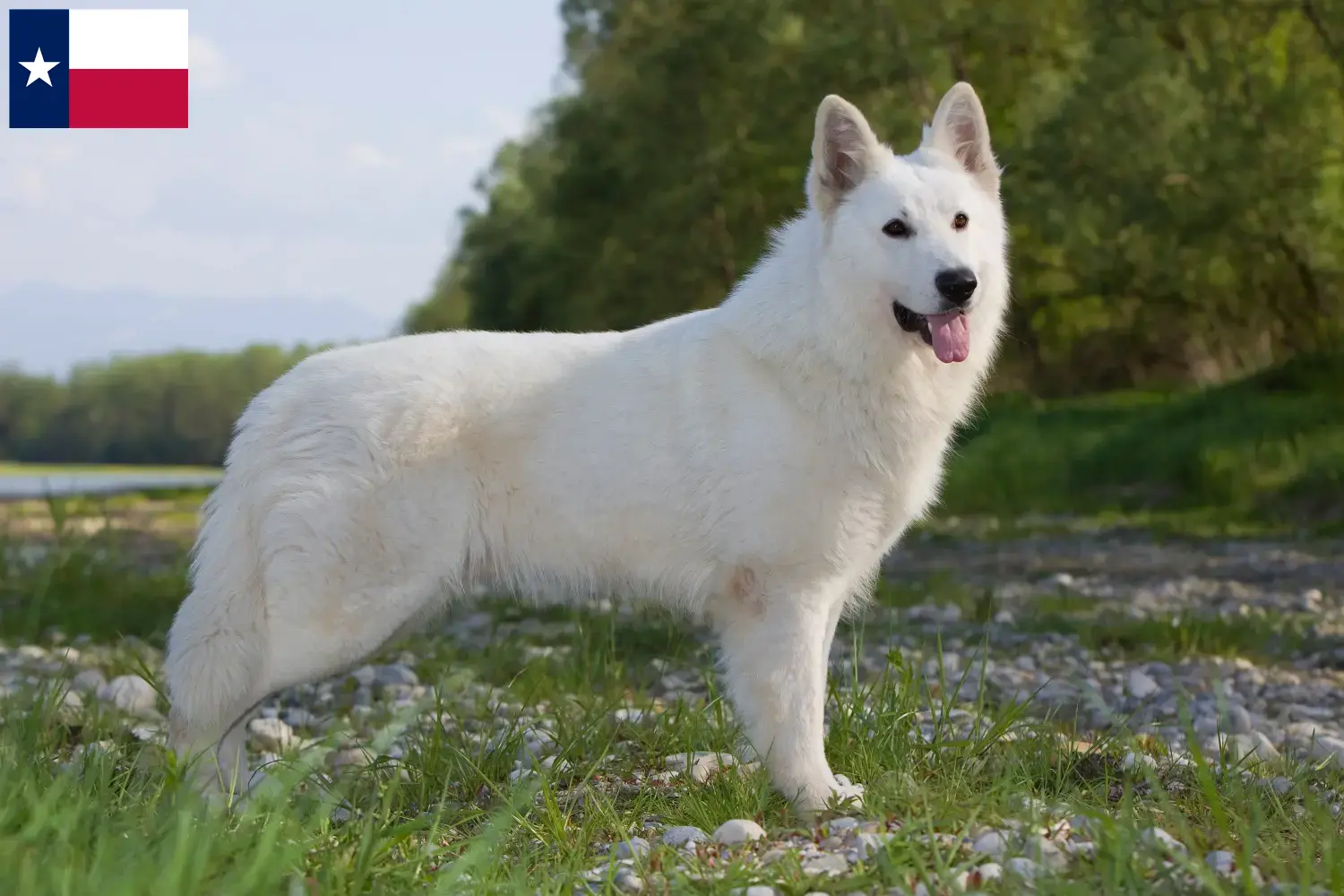 Read more about the article White Swiss Shepherd breeders and puppies in Texas