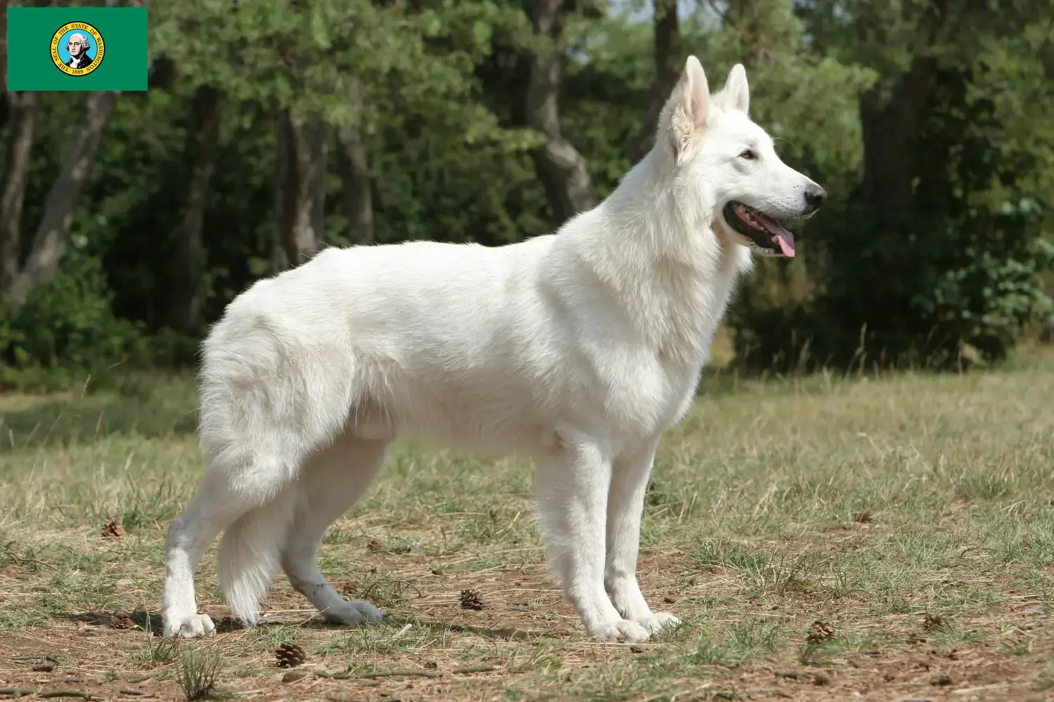 Read more about the article White Swiss Shepherd breeders and puppies in Washington