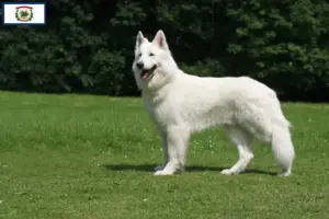 Read more about the article White Swiss Shepherd breeders and puppies in West Virginia