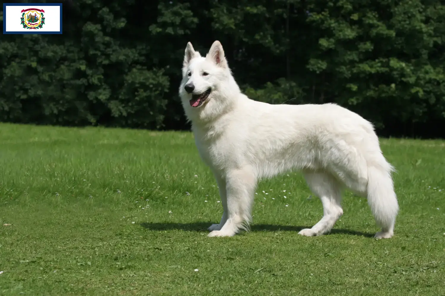 Read more about the article White Swiss Shepherd breeders and puppies in West Virginia