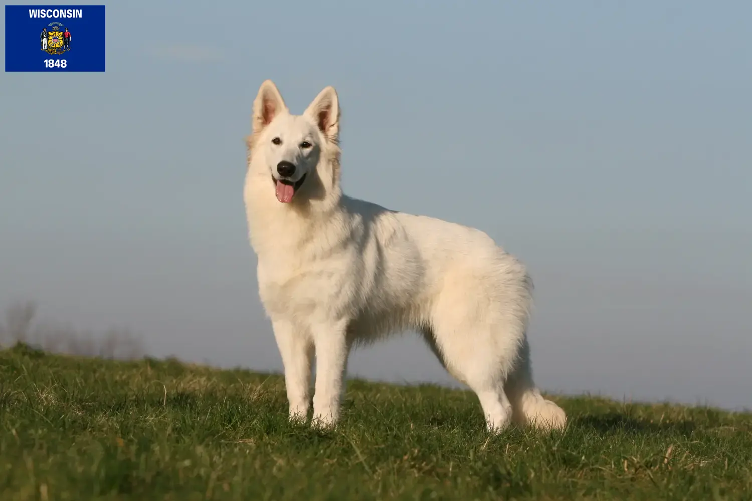 Read more about the article White Swiss Shepherd breeders and puppies in Wisconsin