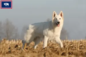 Read more about the article White Swiss Shepherd breeders and puppies in Wyoming