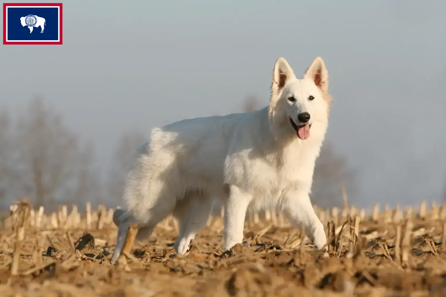 Read more about the article White Swiss Shepherd breeders and puppies in Wyoming