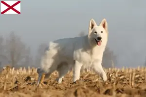 Read more about the article White Swiss Shepherd breeders and puppies in Alabama