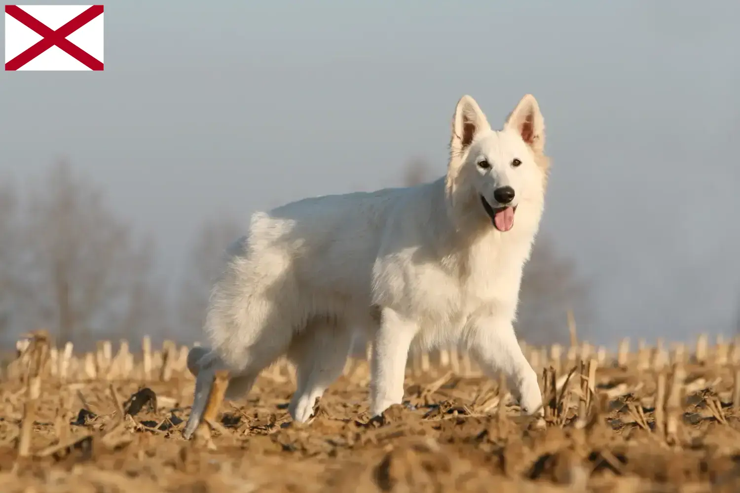 Read more about the article White Swiss Shepherd breeders and puppies in Alabama