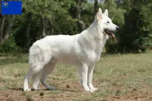 Read more about the article White Swiss Shepherd Dog Breeder and Puppies in Nevada