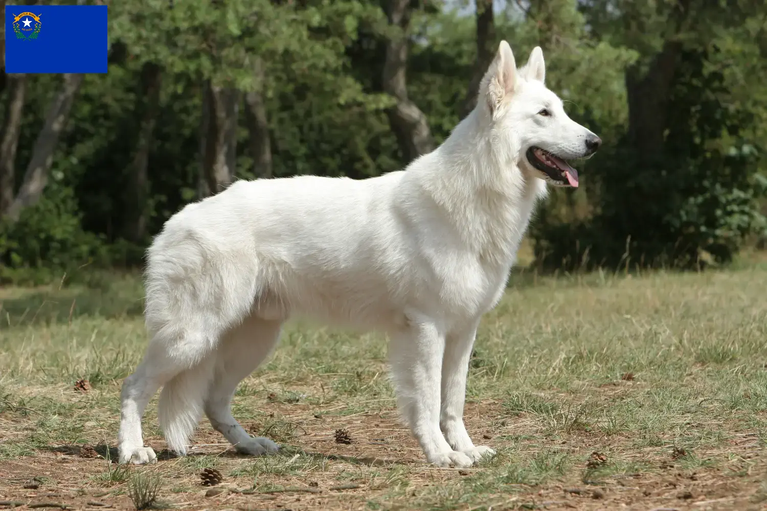 Read more about the article White Swiss Shepherd Dog Breeder and Puppies in Nevada