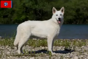 Read more about the article White Swiss Shepherd breeders and puppies in Tennessee