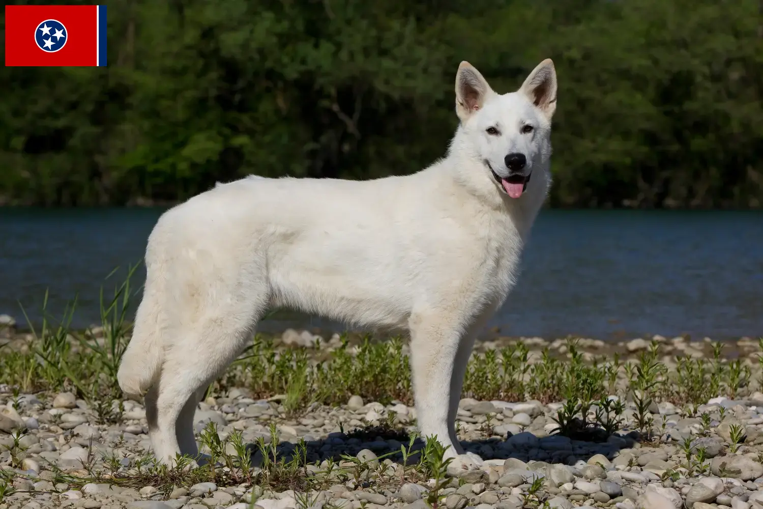 Read more about the article White Swiss Shepherd breeders and puppies in Tennessee