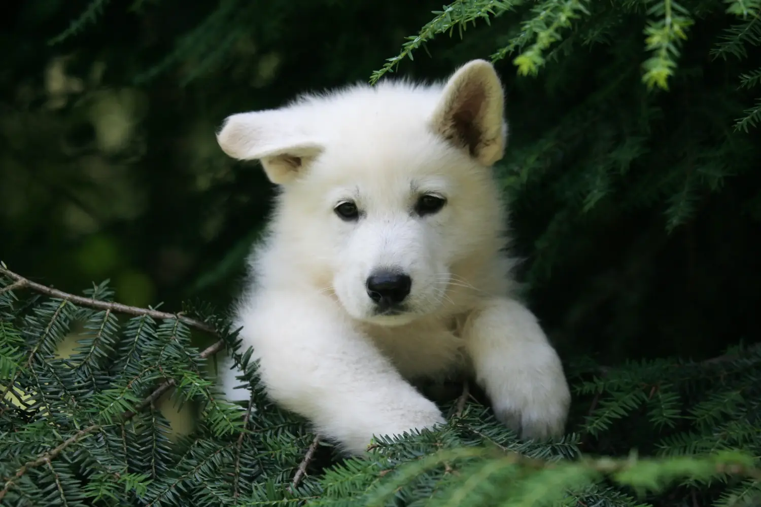Buying a White Swiss Shepherd puppy means taking responsibility! Buy white Swiss shepherd puppies.