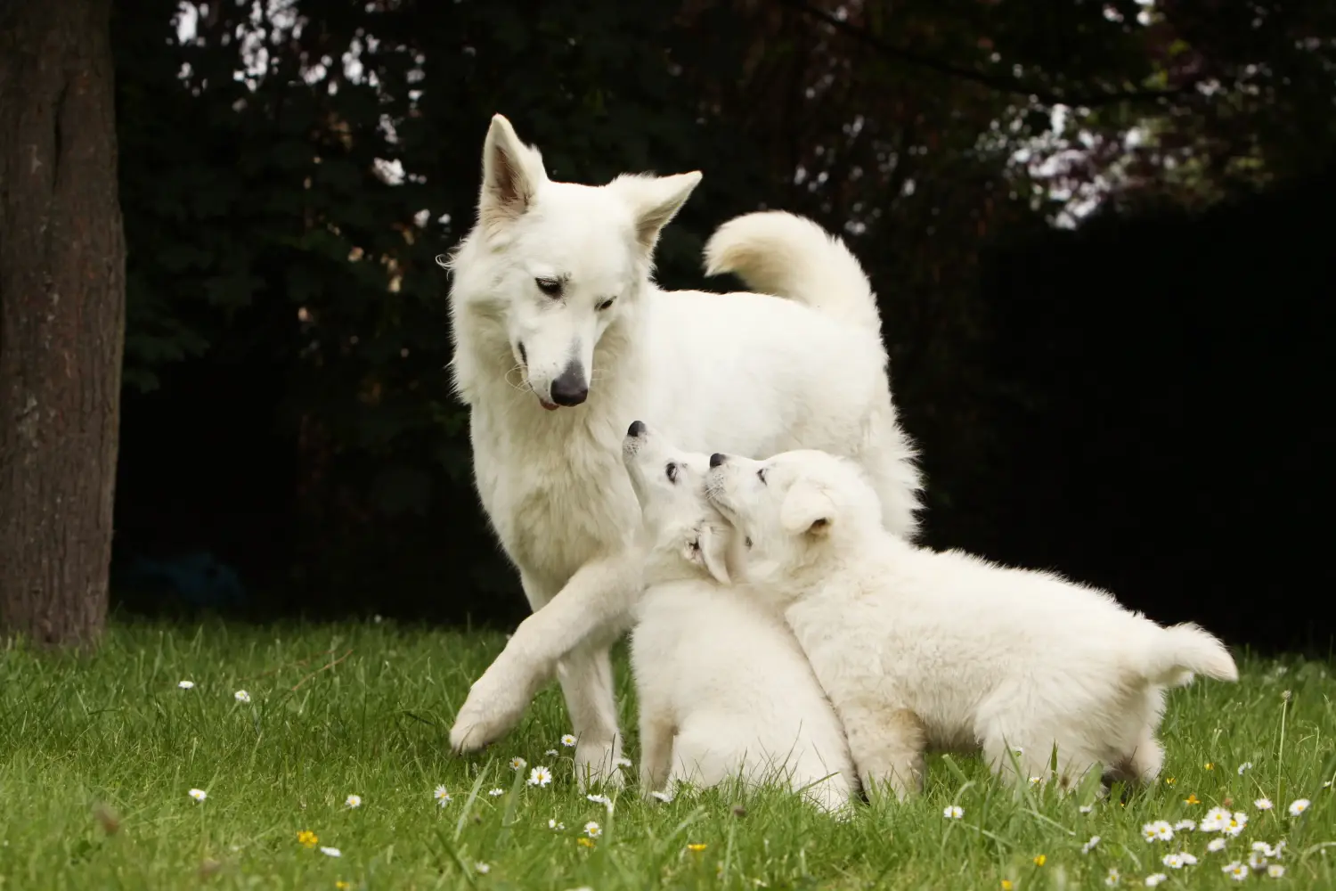 Buying a White Swiss Shepherd puppy means taking responsibility! Buy white Swiss shepherd puppies.