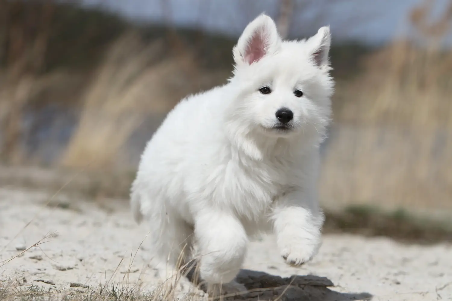 Buying a White Swiss Shepherd puppy means taking responsibility! Buy white Swiss shepherd puppies.