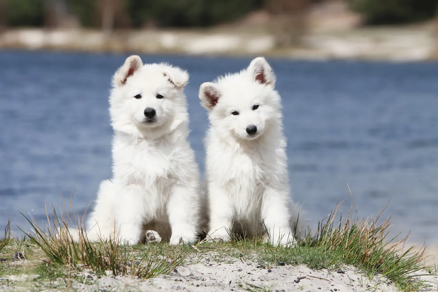 Buying a White Swiss Shepherd puppy means taking responsibility! Buy white Swiss shepherd puppies.