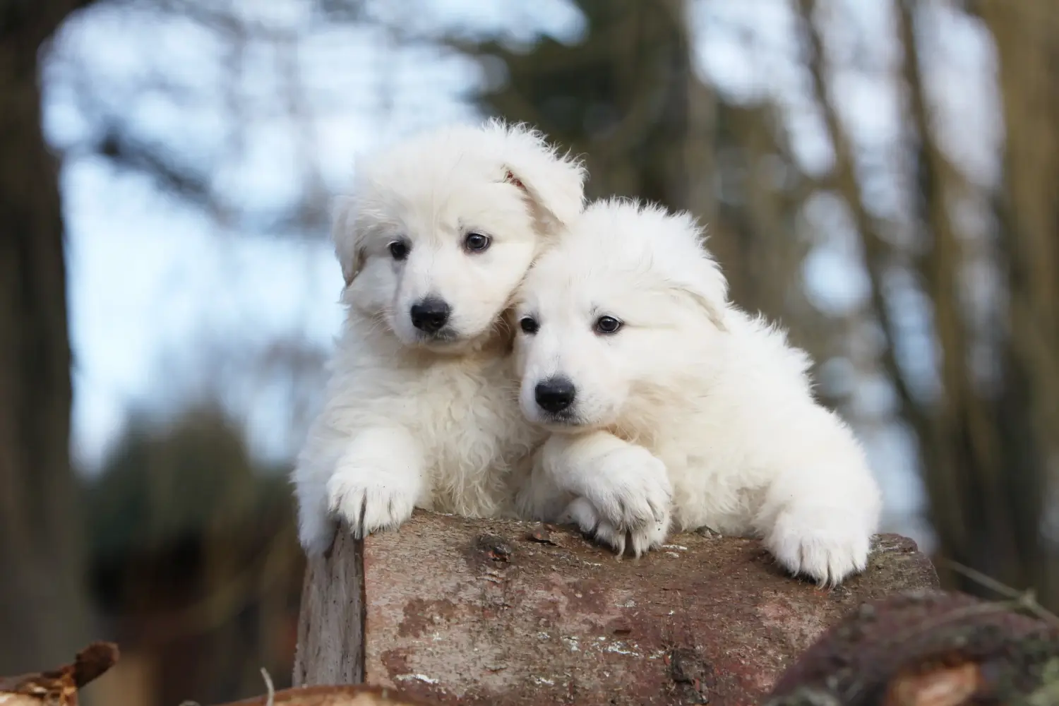 Buying a White Swiss Shepherd puppy means taking responsibility! Buy white Swiss shepherd puppies.