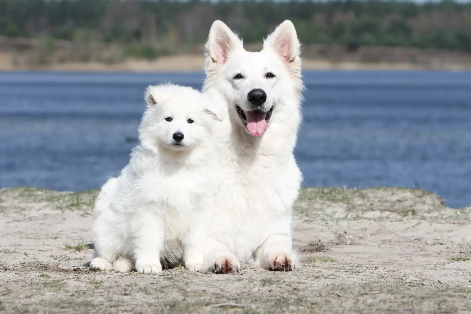 Buying a White Swiss Shepherd puppy means taking responsibility! Buy white Swiss shepherd puppies.