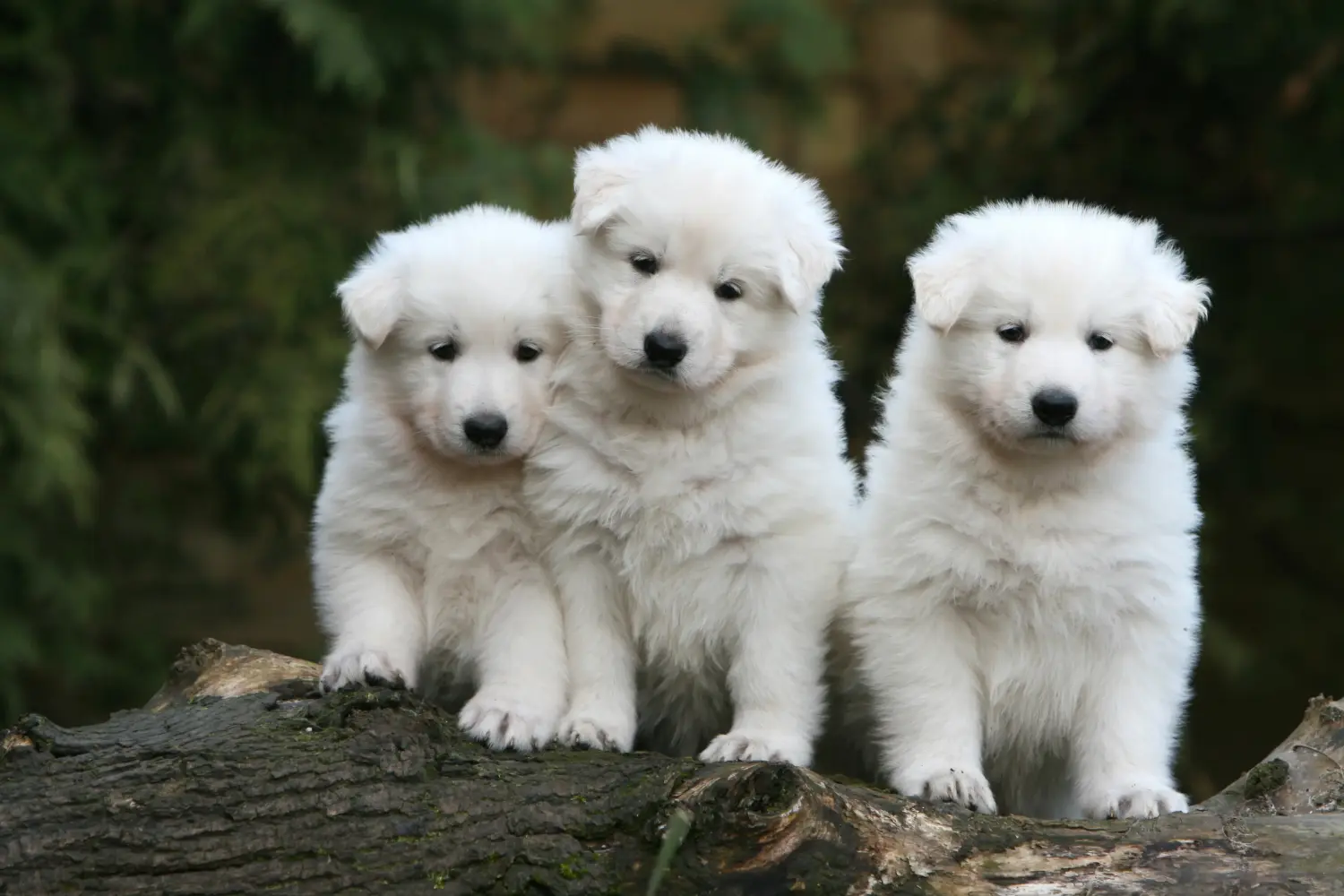 Buying a White Swiss Shepherd puppy means taking responsibility! Buy white Swiss shepherd puppies.
