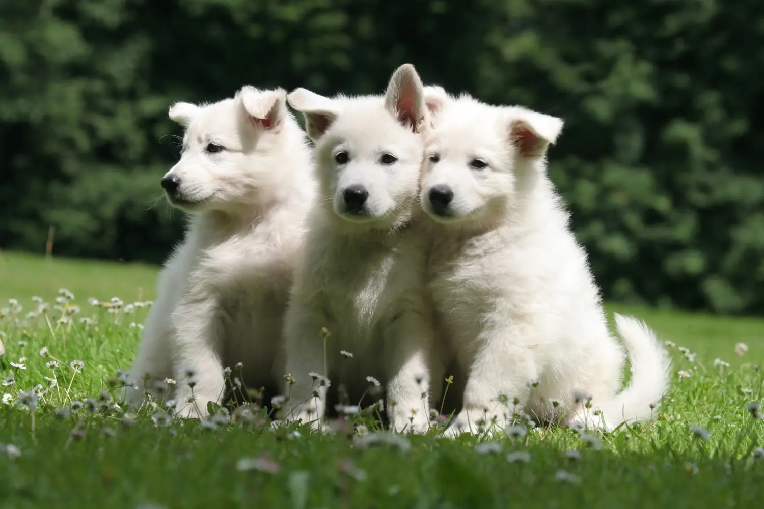 Buying a White Swiss Shepherd puppy means taking responsibility! Buy white Swiss shepherd puppies.
