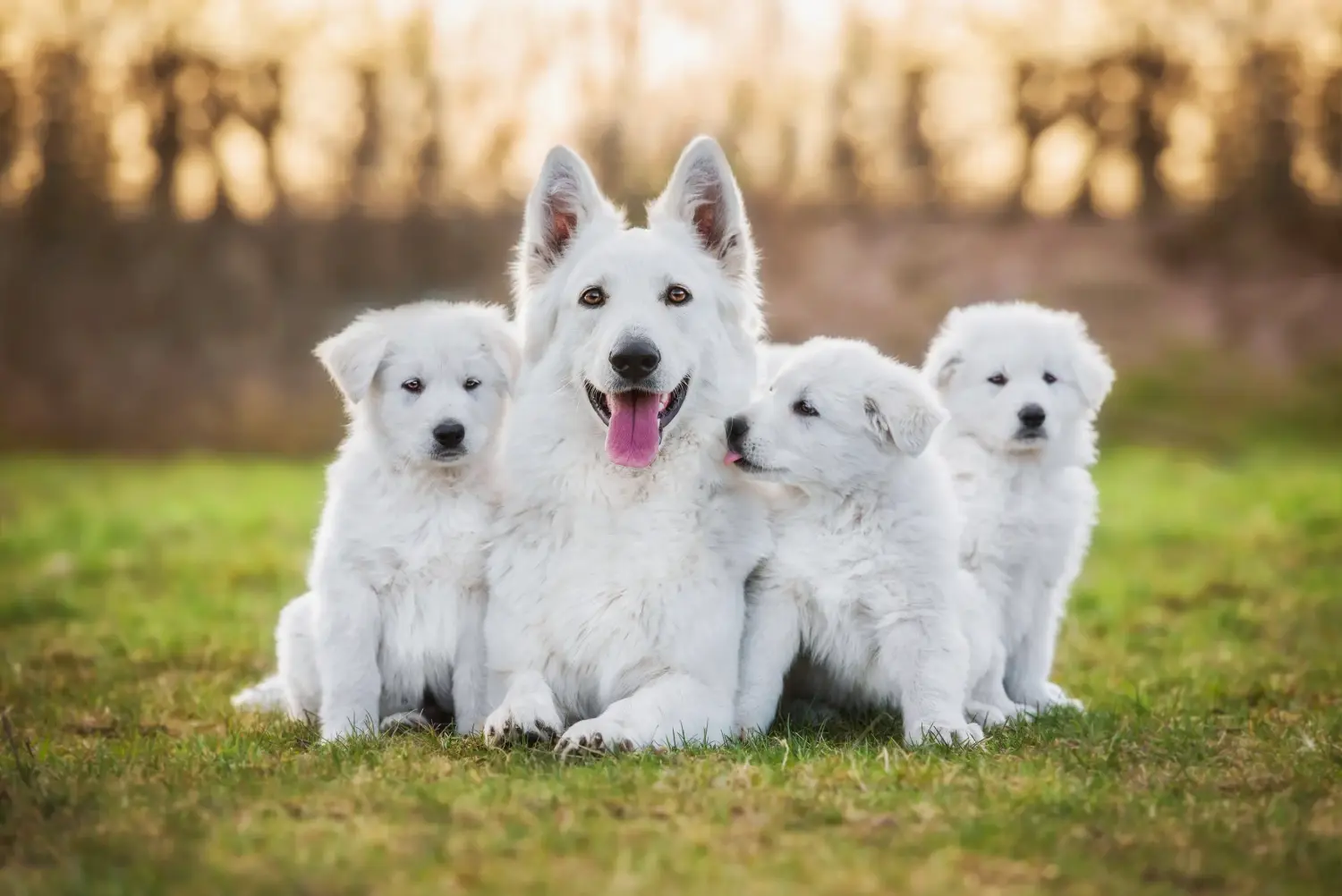 Buying a White Swiss Shepherd puppy means taking responsibility! Buy white Swiss shepherd puppies.