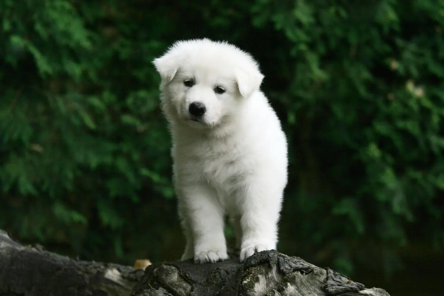 Buying a White Swiss Shepherd puppy means taking responsibility! Buy white Swiss shepherd puppies.