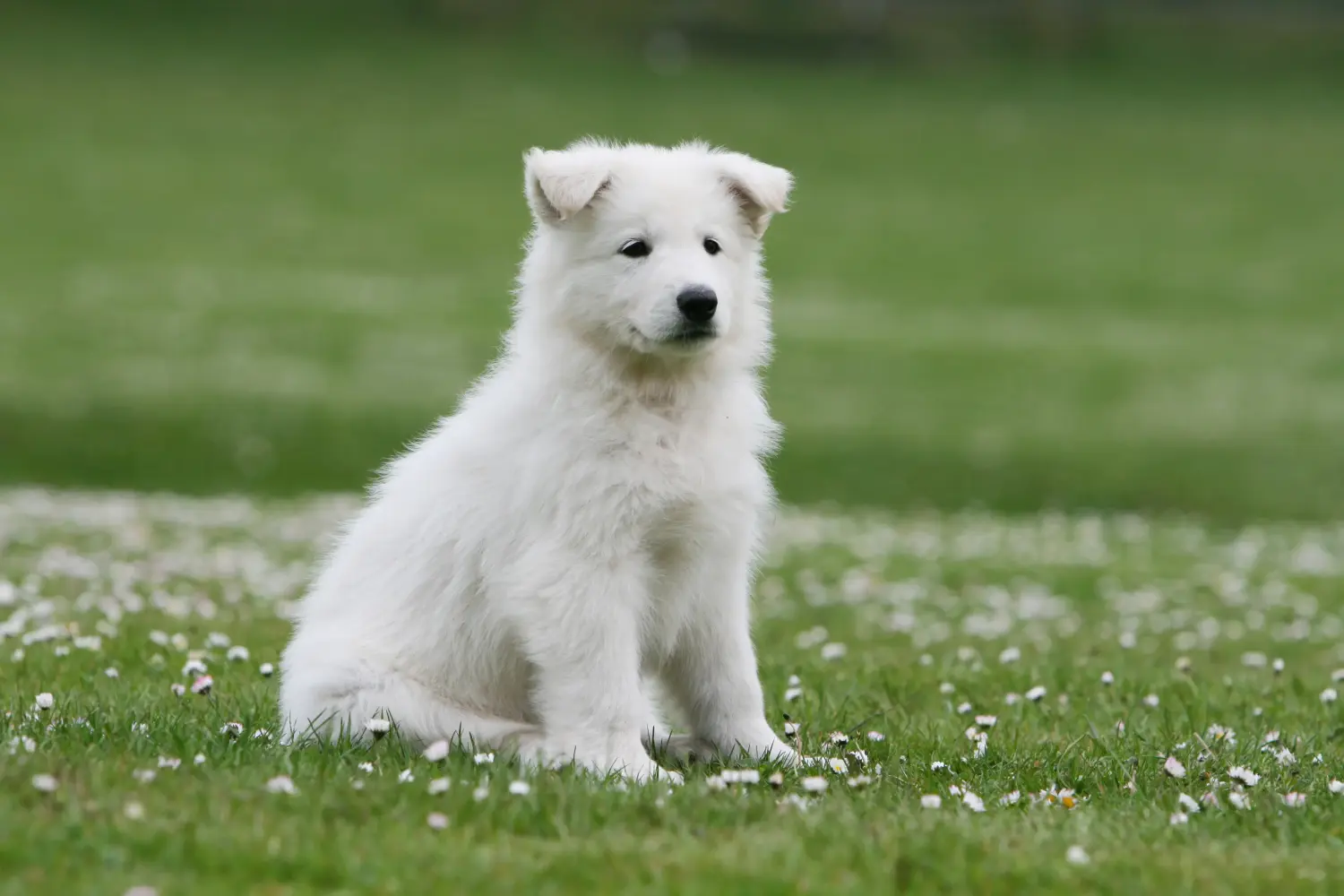 Buying a White Swiss Shepherd puppy means taking responsibility! Buy white Swiss shepherd puppies.
