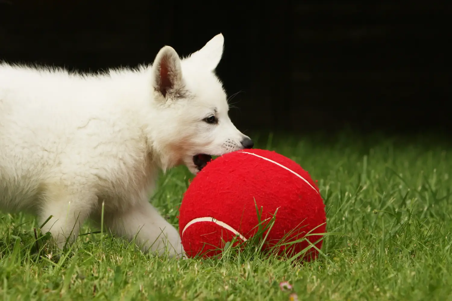 Buying a White Swiss Shepherd puppy means taking responsibility! Buy white Swiss shepherd puppies.