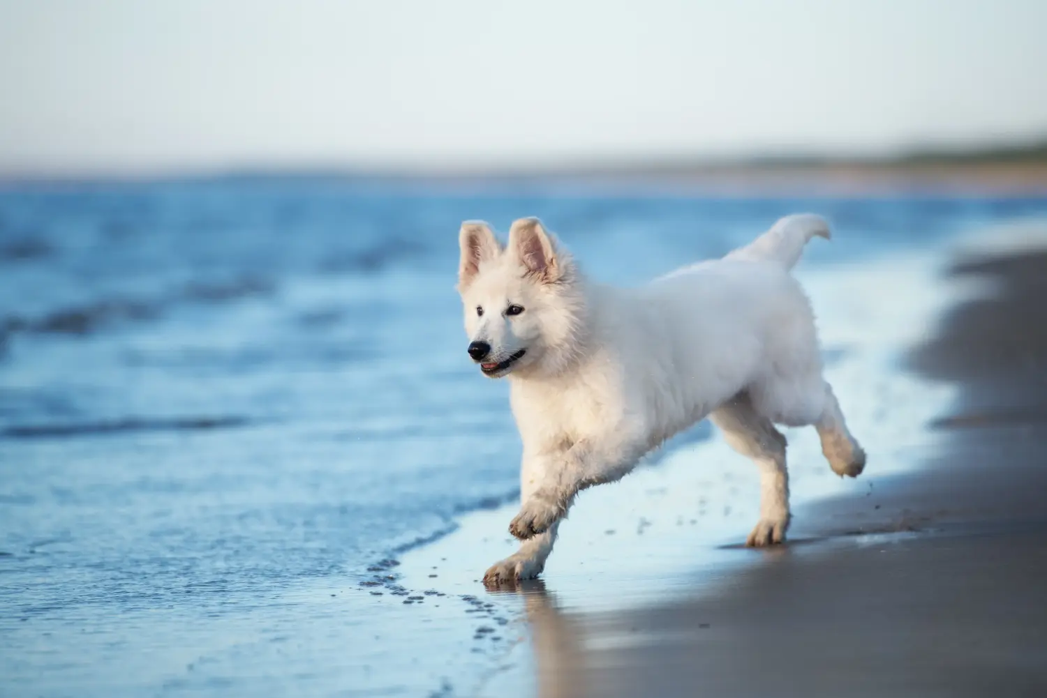 Buying a White Swiss Shepherd puppy means taking responsibility! Buy white Swiss shepherd puppies.