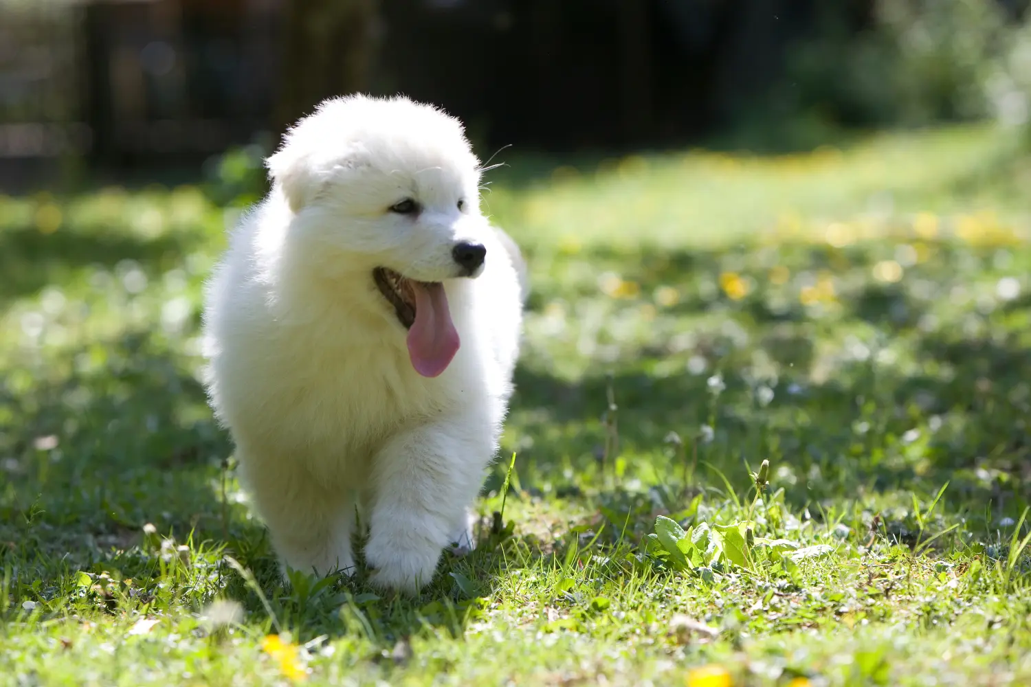 Buying a White Swiss Shepherd puppy means taking responsibility! Buy white Swiss shepherd puppies.