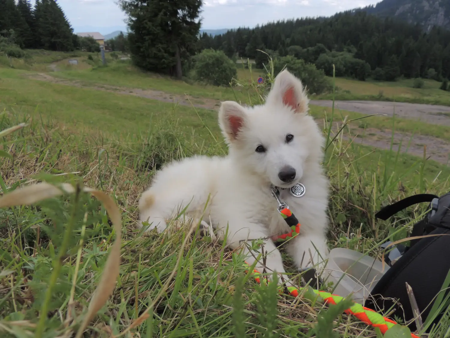 Buying a White Swiss Shepherd puppy means taking responsibility! Buy white Swiss shepherd puppies.