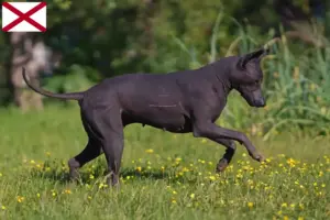 Read more about the article Xolo breeders and puppies in Alabama