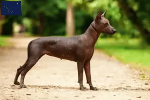 Read more about the article Xolo breeders and puppies in Alaska