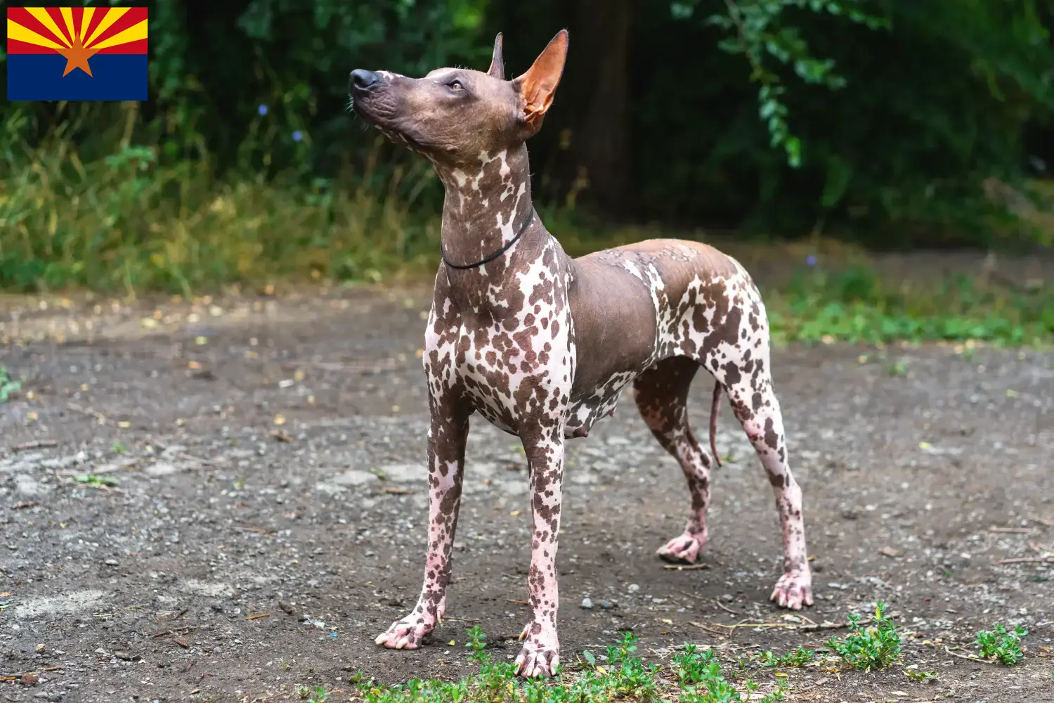Xolo puppies and breeder Arizona Here you can find Xolos breeders in Arizona.