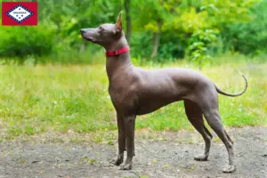 Read more about the article Xolo breeders and puppies in Arkansas