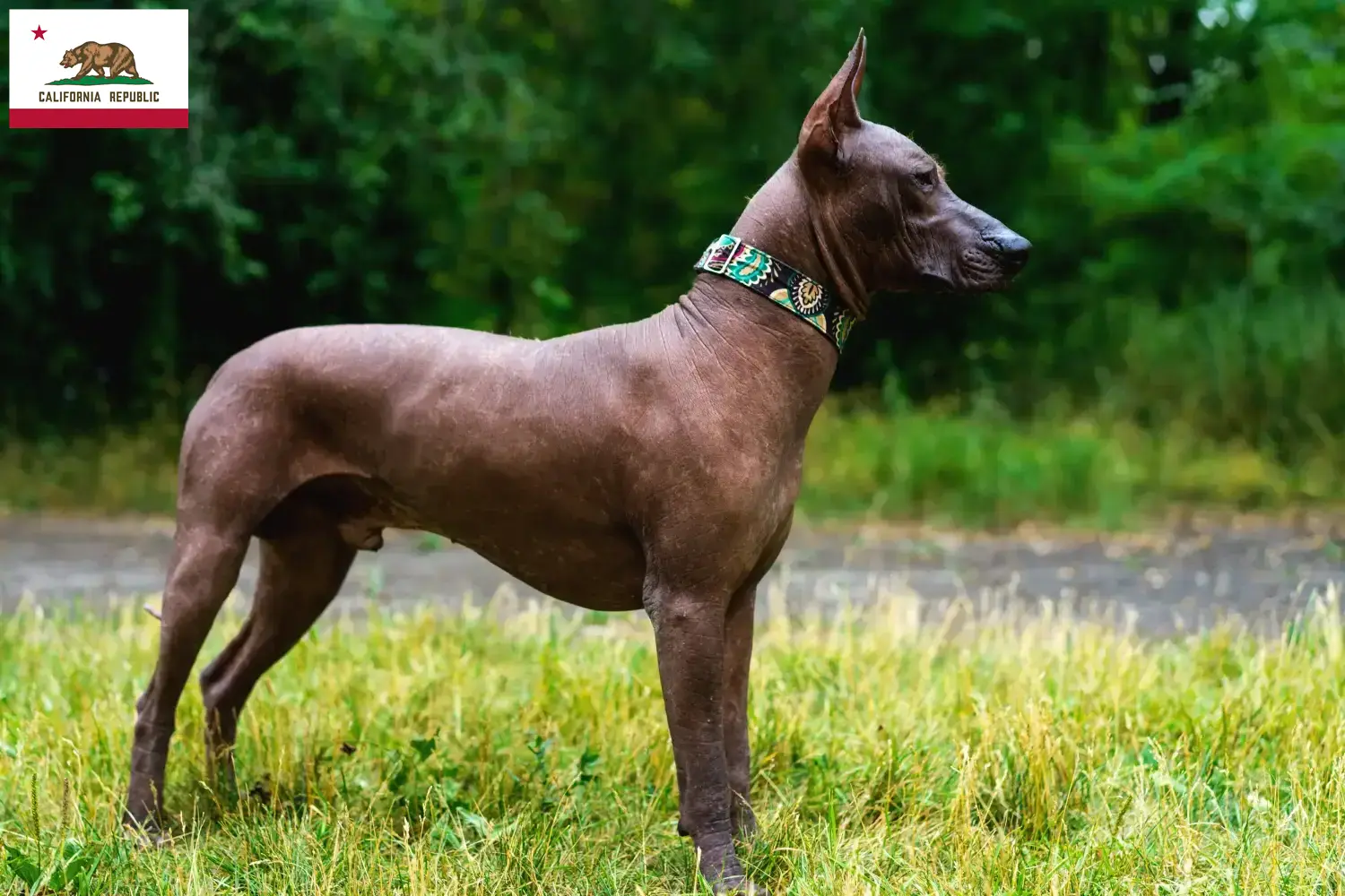 Xolo puppies and breeder California Find Xolos breeders in California here.
