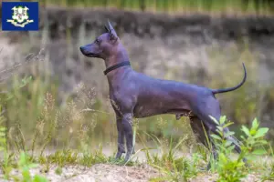 Read more about the article Xolo breeders and puppies in Connecticut