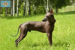 Read more about the article Xolo breeders and puppies in Delaware