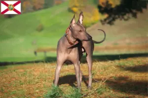 Read more about the article Xolo breeders and puppies in Florida