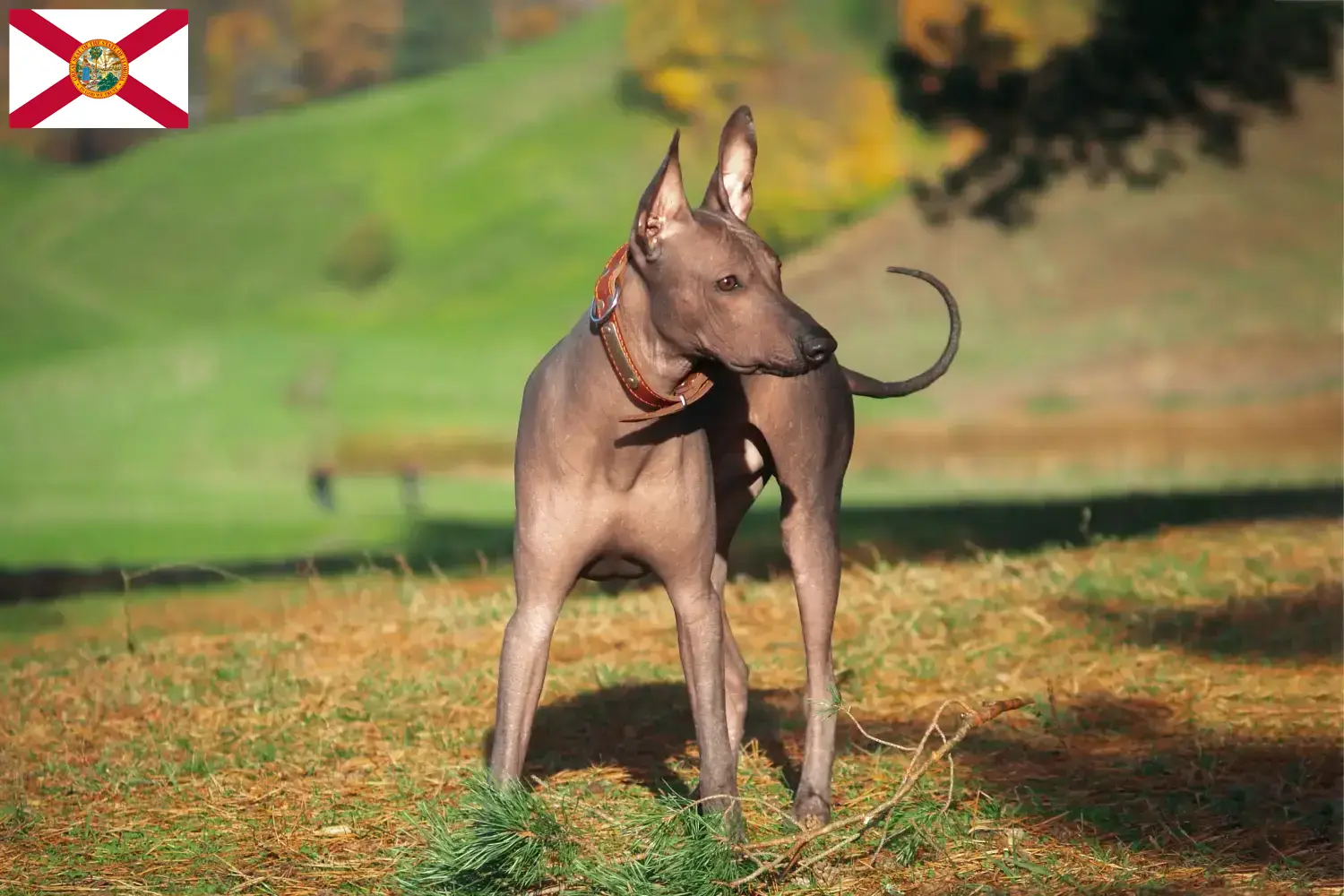 Xolo puppies and breeders Florida Find Xolos breeders in Florida here.